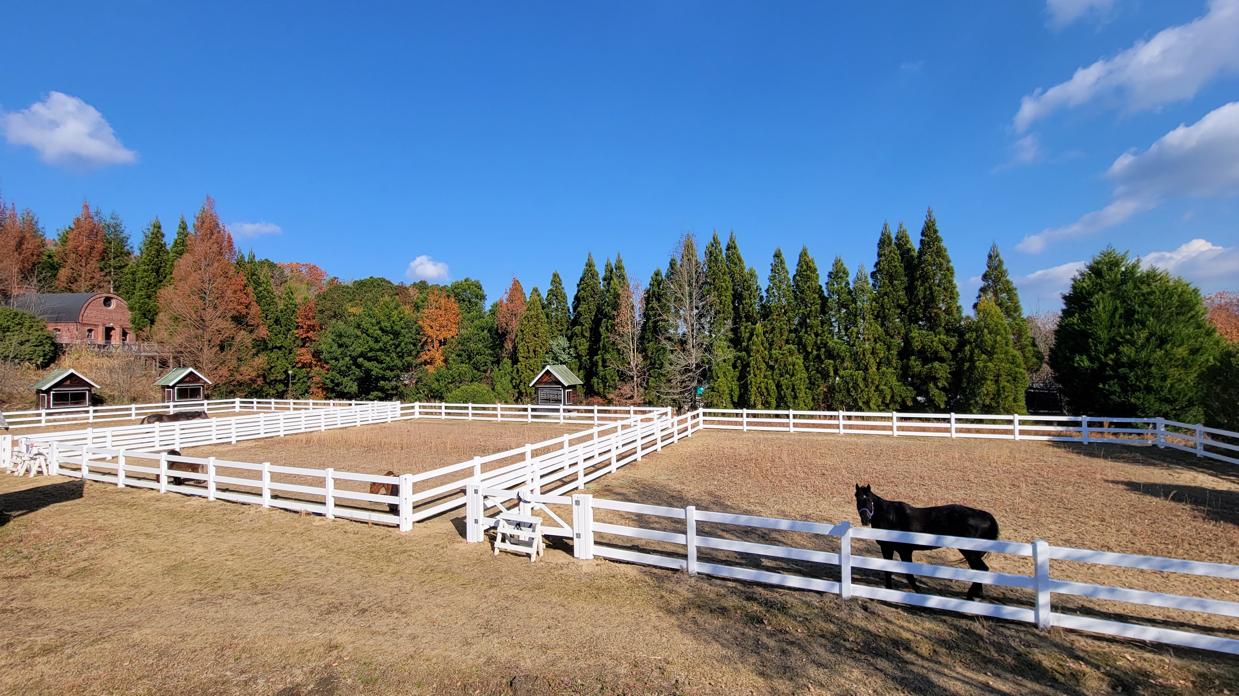 白い柵に囲まれた放牧場と青空の下で過ごす馬たち