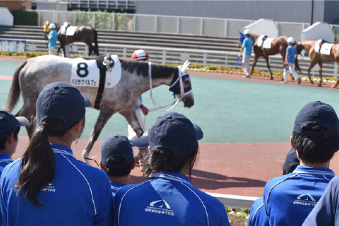 レース直前まで学校で管理される競走馬