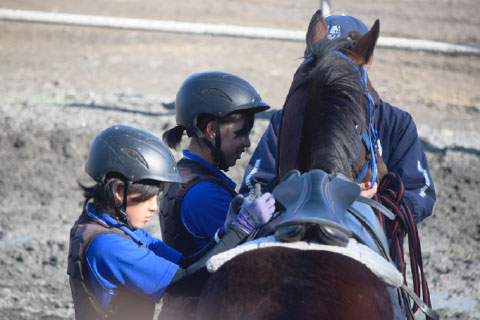 若馬の馴致調教の様子