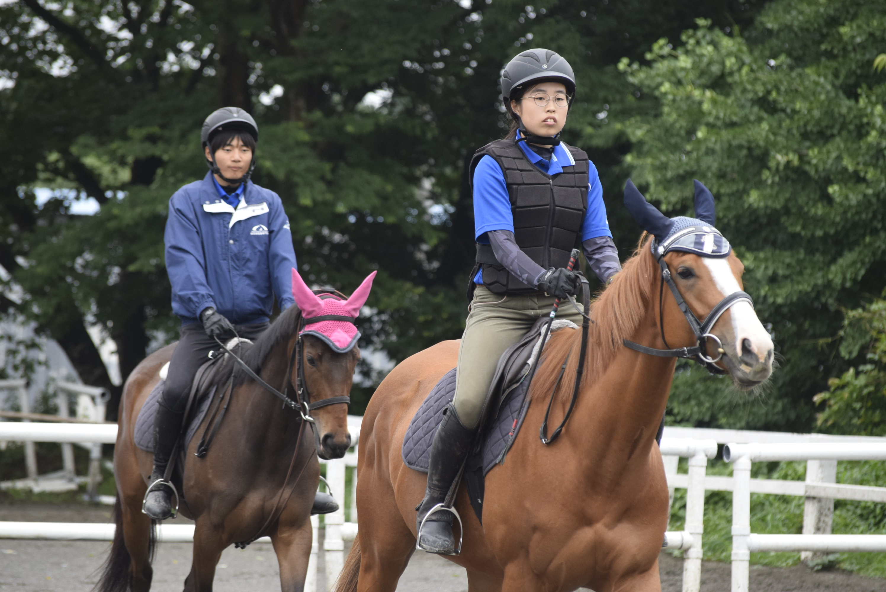 馬とふれあう学生たち